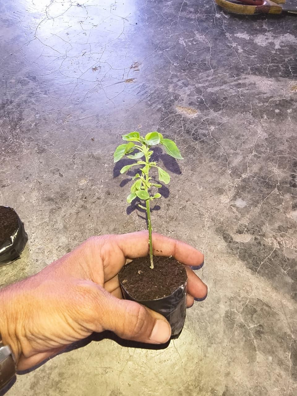 Garden Art Corkscrew Vine (Ganpati Veli)