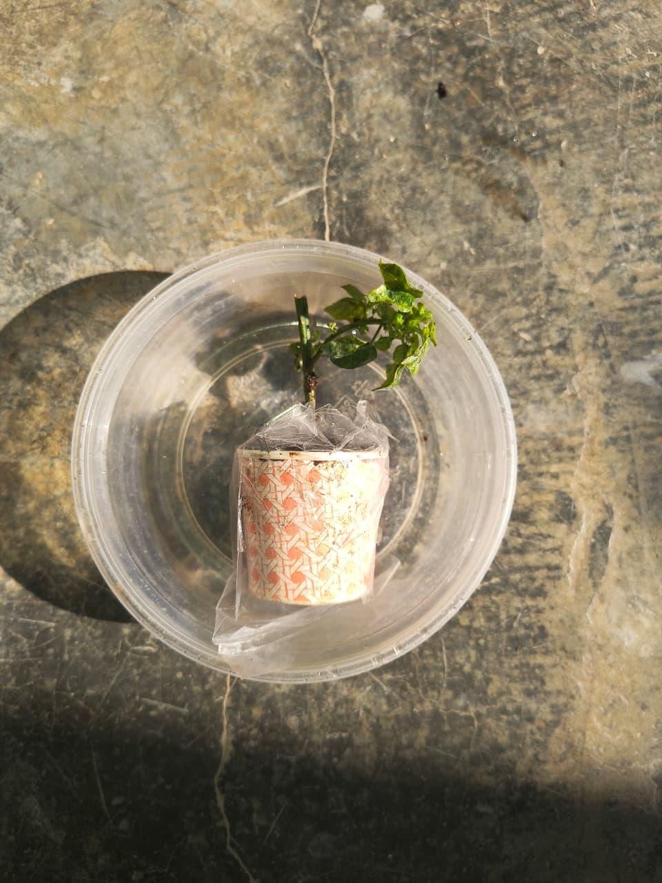 Garden Art Corkscrew Vine (Ganpati Veli)