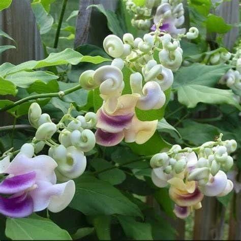 Garden Art Corkscrew Vine (Ganpati Veli)
