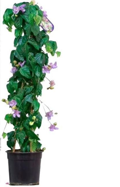 Garden Art Corkscrew Vine (Ganpati Veli)