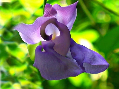 Garden Art Corkscrew Vine (Ganpati Veli)